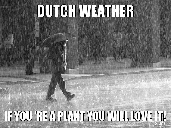 dutch-weather-if-you-re-a-plant-you-will-love-it