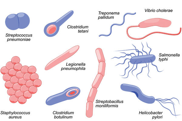 bacterial-shapes-thinkstock